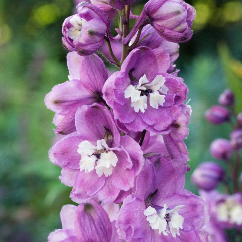 Delphinium Magic Fountain Lilac Rose White Bee (1550)
